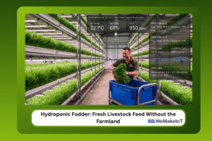 Green hydroponic barley fodder growing in stacked trays